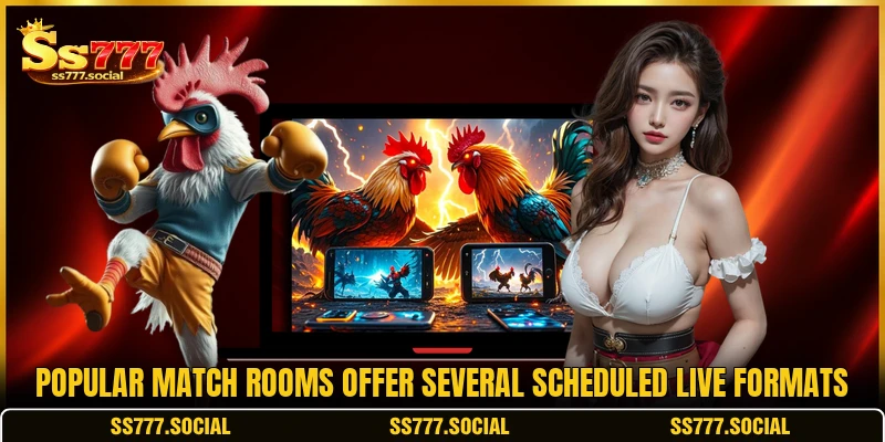 Popular match rooms offer several scheduled live formats Popular match rooms offer several scheduled live formats